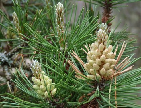 Govt formulates conservation project to protect chilgoza pine tree in ...