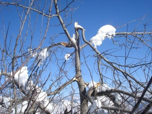 apple orchard