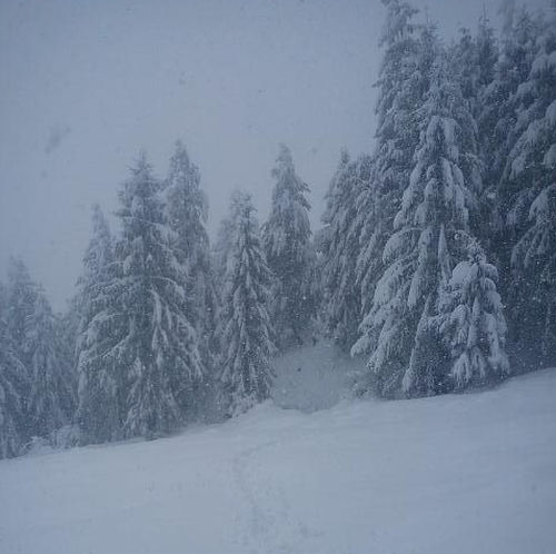 snofall in himachal