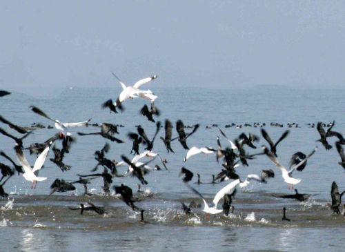 Pong Dam receives overwhelming 1.23 lakh migratory birds