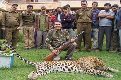 leopard killed in himachal