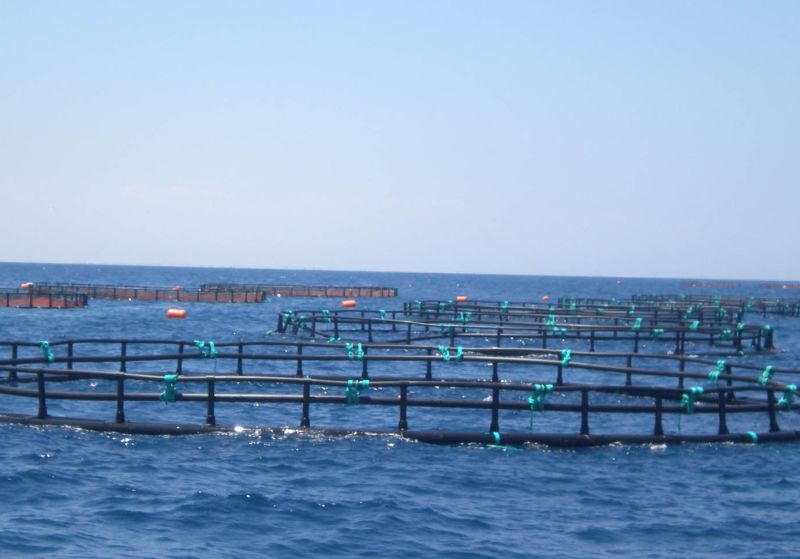 Fish cage floating in river use for raising fish, built with blue plastic  barrels, iron pipes