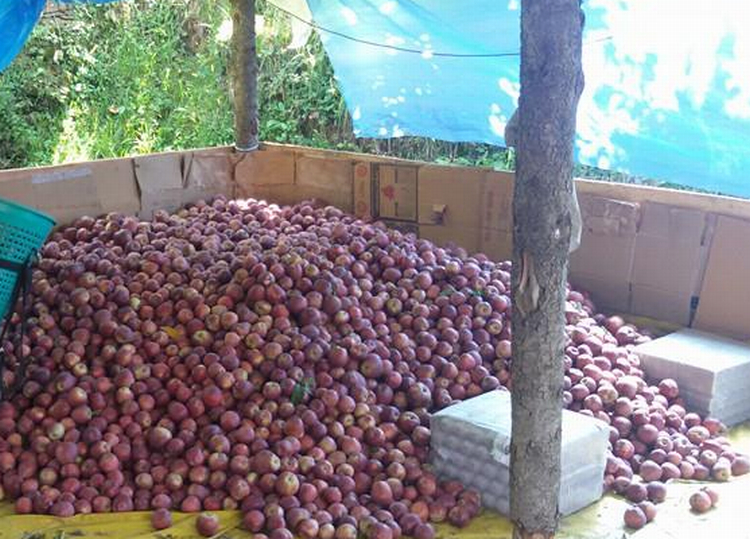 HPMC and HIMFED procured 7956 MT apples - The News Himachal