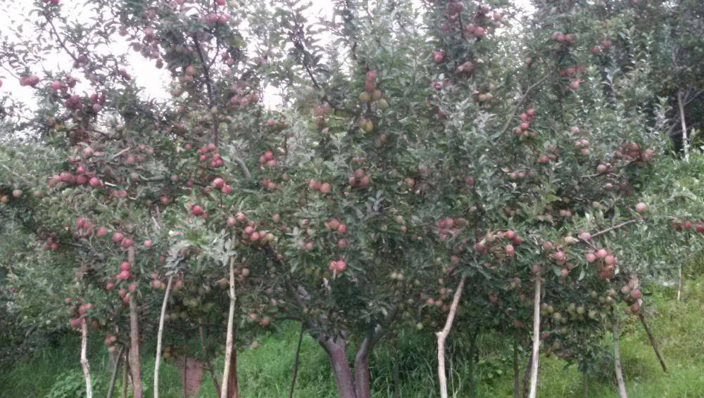 Shimla apple