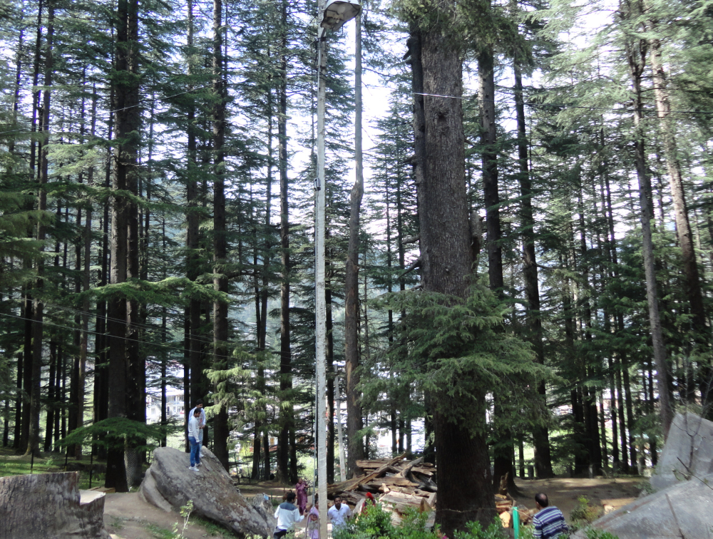 Himachal Forest