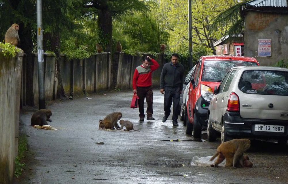 Monkey in Shimla