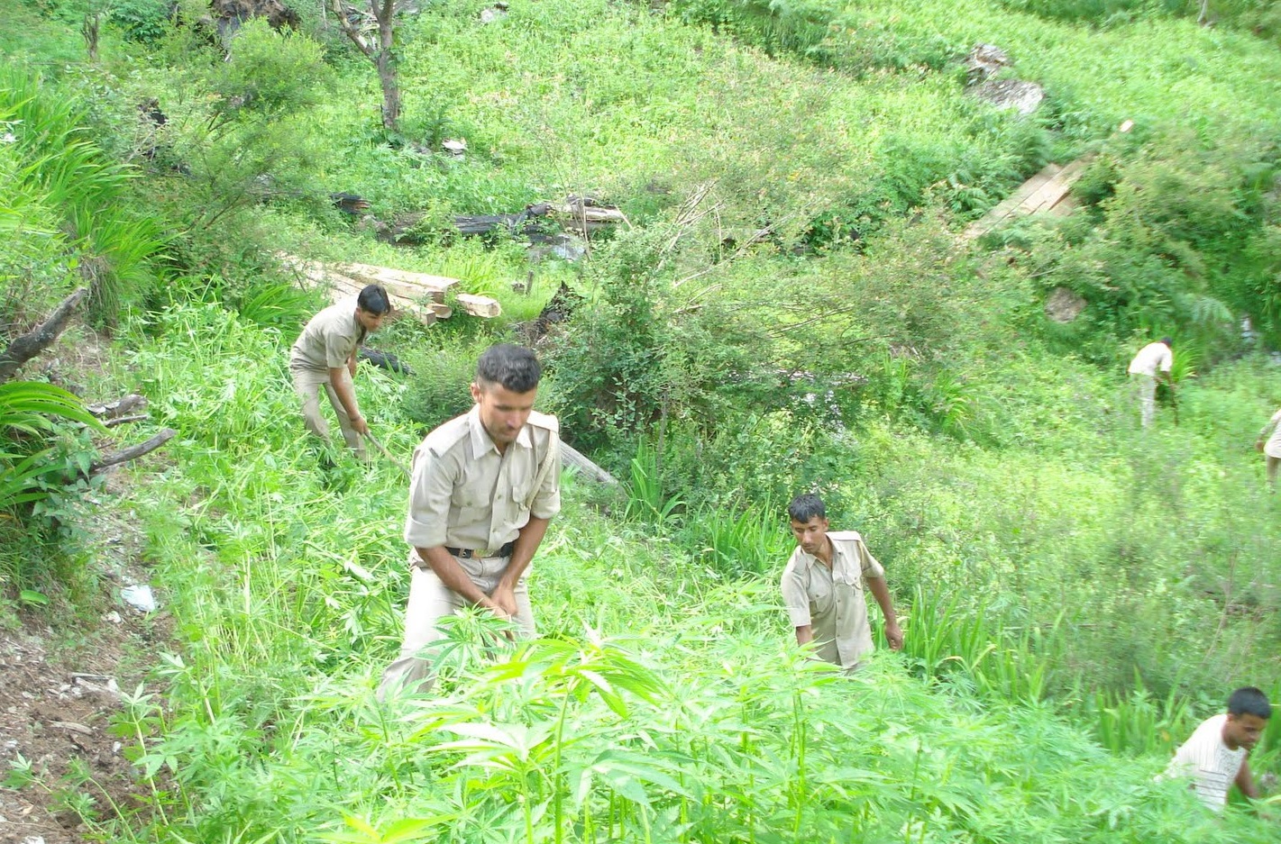 cannabis plants