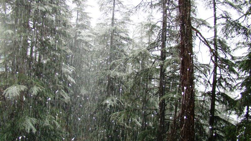 snowfall-in-shimla