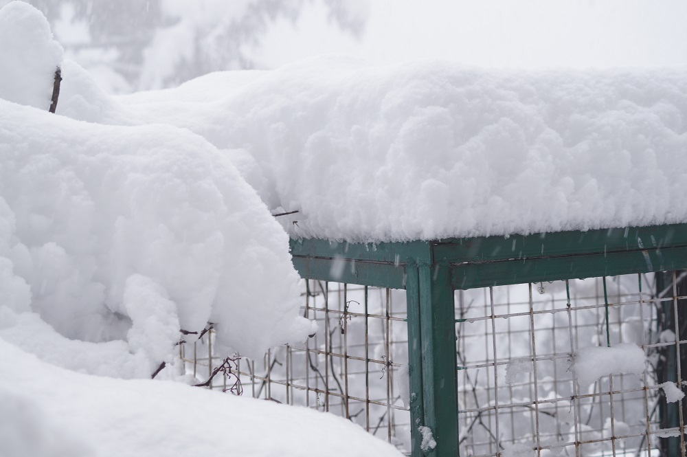 shimla-snow