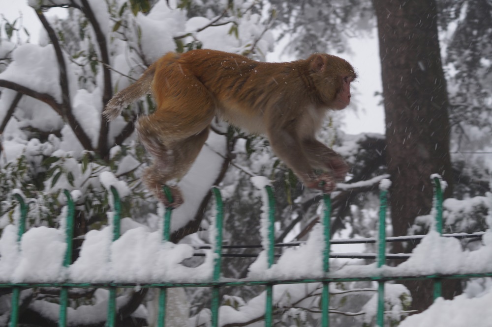 shimla-snow