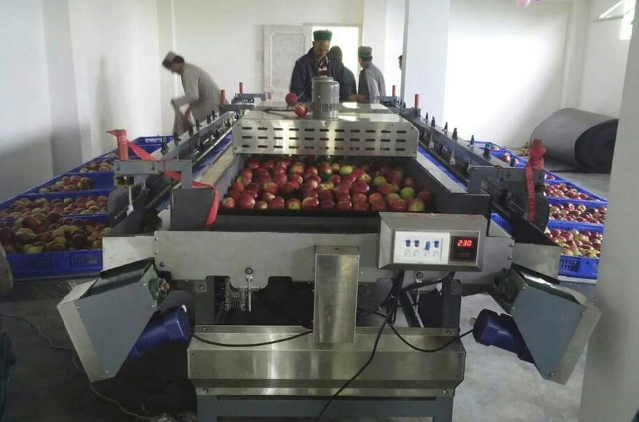 Vishvakarma Machine Tools Apple Grading Machine 5