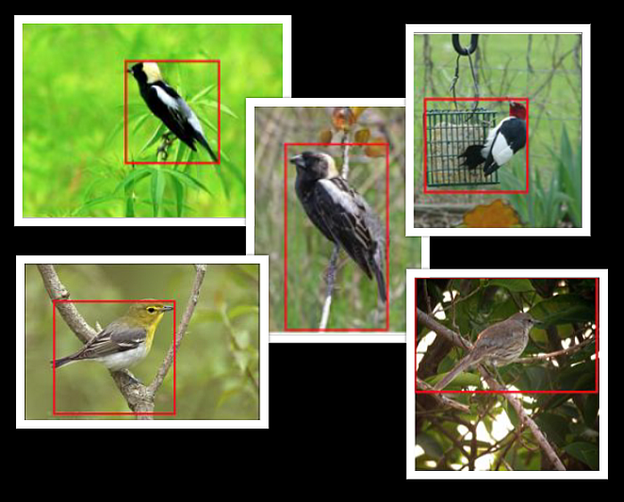 bird_algorithm by iit mandi2