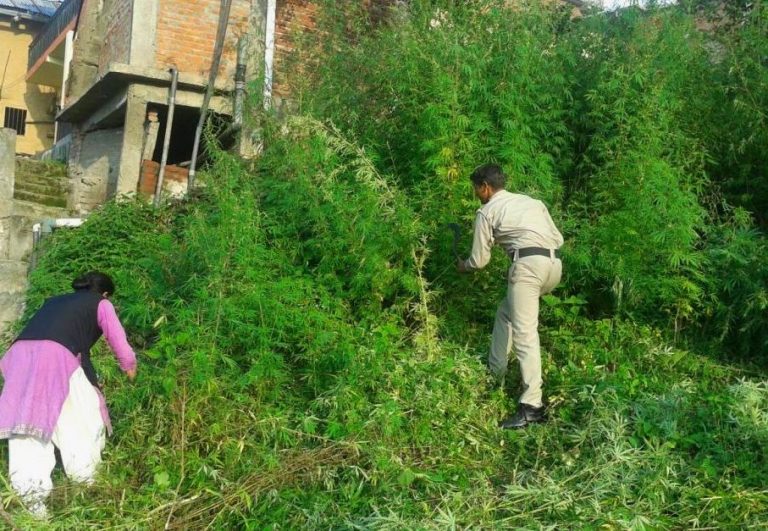 legalise cannabis in Himachal