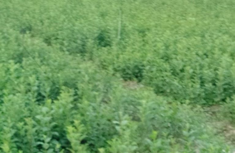 Online Booking for Sale of Fruit Plants Starts at Nauni University