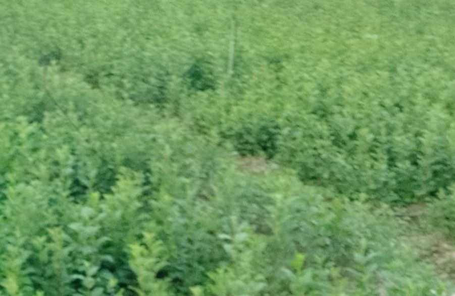 Online Booking for Sale of Fruit Plants Starts at Nauni University