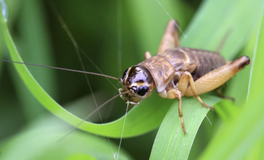 Chirp of the crickets may soon be their species’ Icards The News