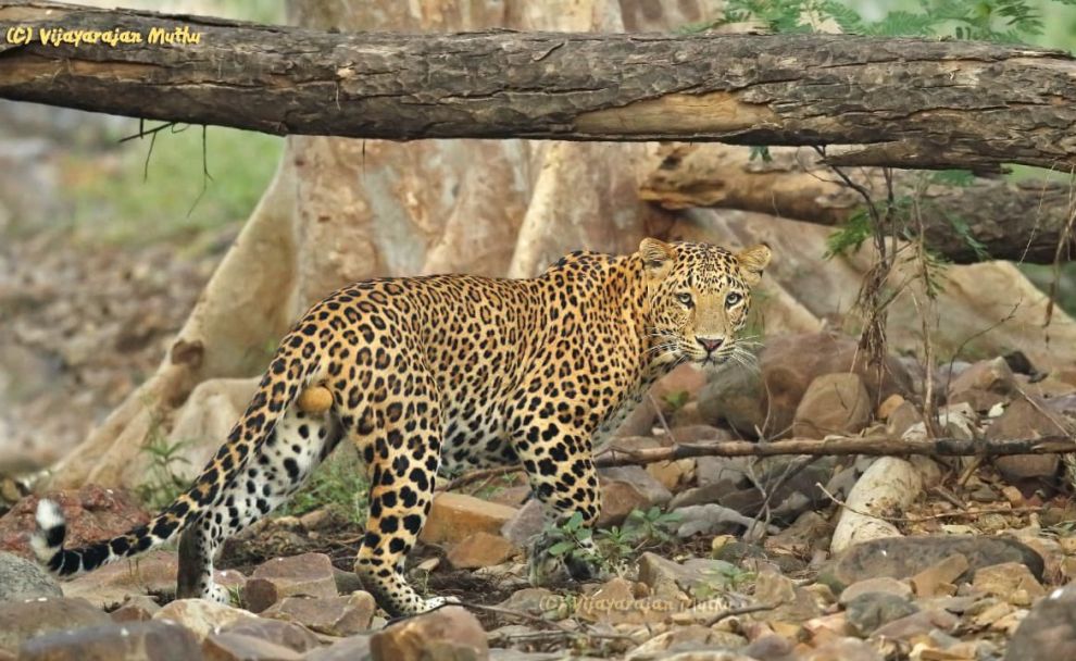 As India's leopard population rises by 60% in four years, experts say it's  time to save its habitat