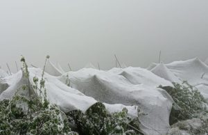 Constitute a high-power committee to review loss suffered by orchardists: Bragta