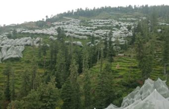 Government Backs Tech-Driven Apple Farming with Financial Support