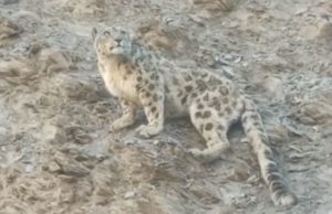 Himachal’s Wildlife Thrives: Leopard Population More Than Doubles in Five Years