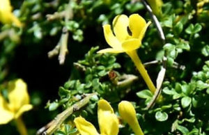 Rare ‘Extinct’ Yellow Jasmine Flower Rediscovered in Himachal Pradesh Forests After 133 Years