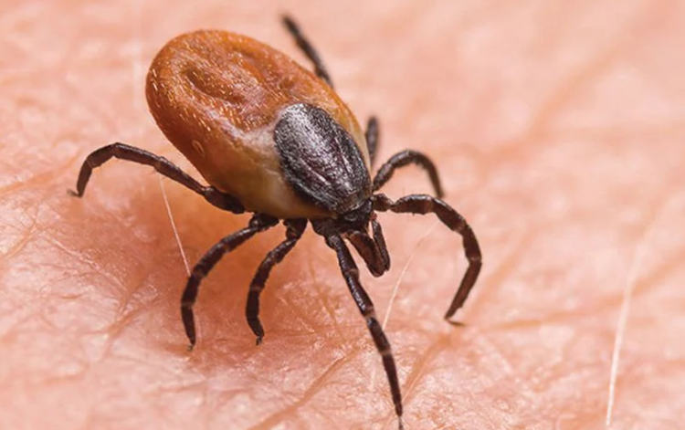 Scrub Typhus Outbreak Sparks Health Alert in Himachal Pradesh