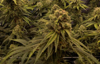 Himachal Plants the Seeds of an Industrial Hemp Economy