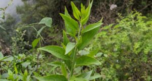 Preserving Tradition, Fighting Resistance: Tribal Remedies Get Modern Patent Protection