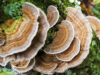 Cancer-Fighting Turkey Tail Mushroom Now Ready for Commercial Cultivation in Himachal