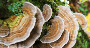 Cancer-Fighting Turkey Tail Mushroom Now Ready for Commercial Cultivation in Himachal