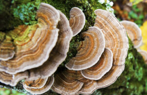 Cancer-Fighting Turkey Tail Mushroom Now Ready for Commercial Cultivation in Himachal