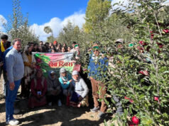 Apple Cultivation Breaks Altitude Barriers: High-Density Apple Orchard Thrives in Kinnaur