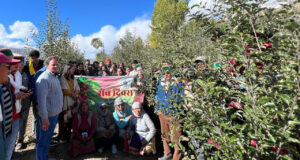 Apple Cultivation Breaks Altitude Barriers: High-Density Apple Orchard Thrives in Kinnaur