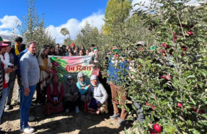 Apple Cultivation Breaks Altitude Barriers: High-Density Apple Orchard Thrives in Kinnaur