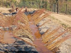 Nauni University to Start Annual Fruit Plant Sale from December 15