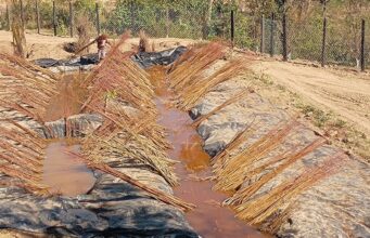 Nauni University to Start Annual Fruit Plant Sale from December 15