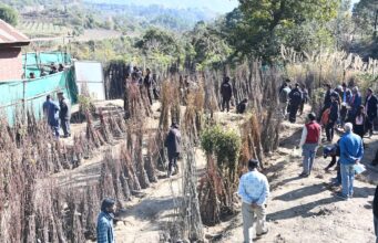 High Demand for Persimmon, Kiwifruit as Nauni University Sells 19,800 Plants