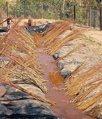 Nauni University to Start Annual Fruit Plant Sale from December 15