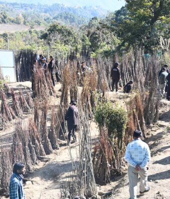 High Demand for Persimmon, Kiwifruit as Nauni University Sells 19,800 Plants