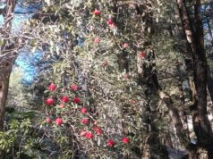 Early Rhododendron Blossom in Shimla: A Silent Alarm of Weather Shift
