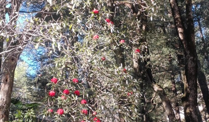 Early Rhododendron Blossom in Shimla: A Silent Alarm of Weather Shift