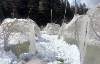 April Snowfall Batters Shimla Apple Belt, Growers Stare at Heavy Losses