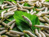 Record Cocoon Auction Price of ₹1,960 Per Kg Boosts Himachal’s Silk Sector
