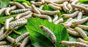 Record Cocoon Auction Price of ₹1,960 Per Kg Boosts Himachal’s Silk Sector