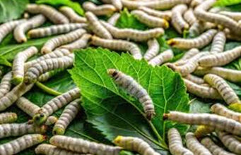 Record Cocoon Auction Price of ₹1,960 Per Kg Boosts Himachal’s Silk Sector