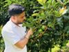 Avocado Takes Root in Solan, Opening a New Chapter for Himachal’s Fruit Growers