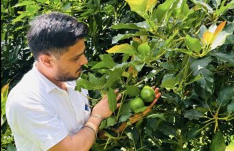 Avocado Takes Root in Solan, Opening a New Chapter for Himachal’s Fruit Growers