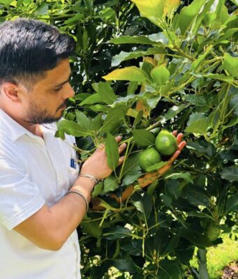 Avocado Takes Root in Solan, Opening a New Chapter for Himachal’s Fruit Growers