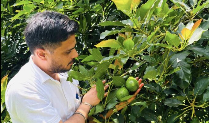 Avocado Takes Root in Solan, Opening a New Chapter for Himachal’s Fruit Growers